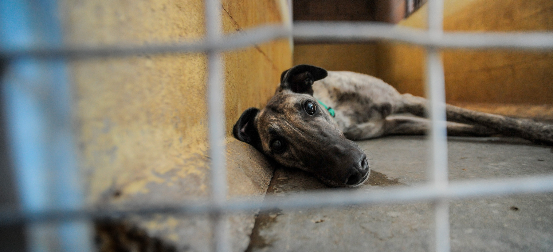 Salvemos a los galgos