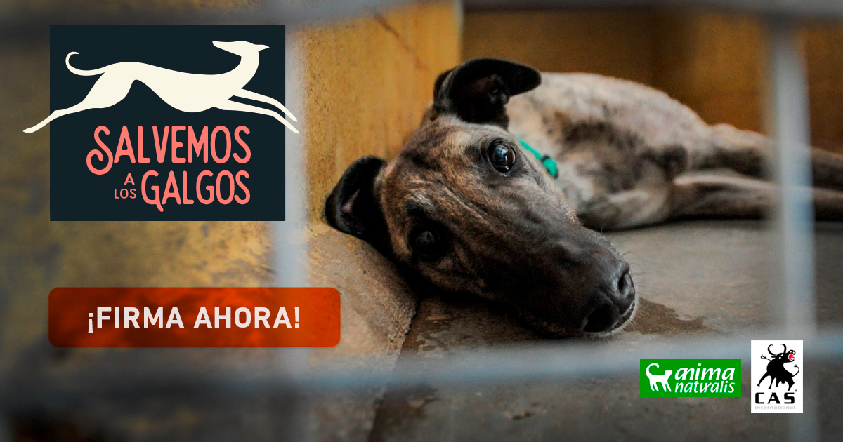 (c) Salvemosalosgalgos.org